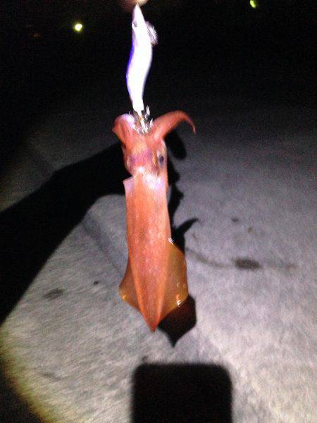 ケンサキ&アオリ!