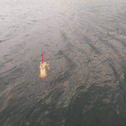 あと半月待つべし