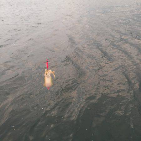 あと半月待つべし