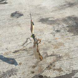 南はサイズがいい