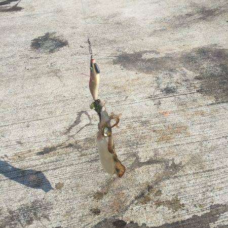 南はサイズがいい