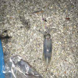 初ケンサキ釣りへ