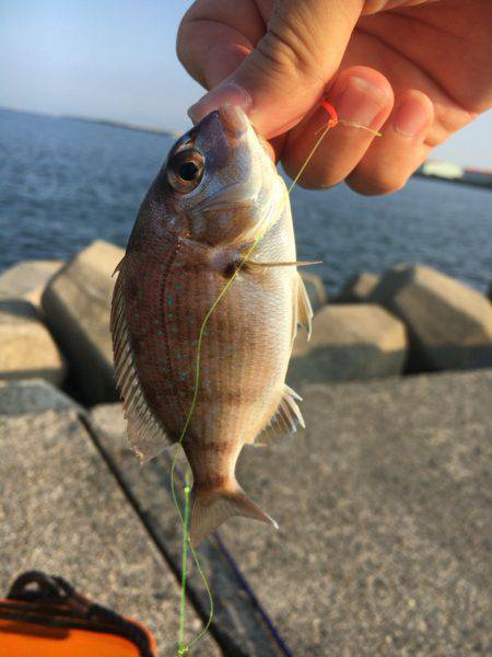 ちょい投げ激釣