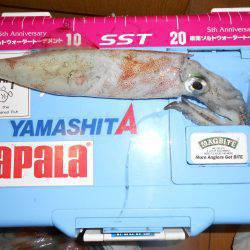 ケンサキ良い感じ( ^ω^ )