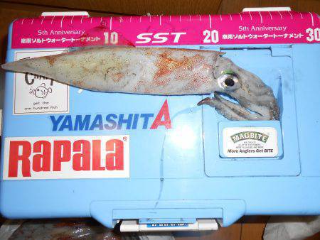 ケンサキ良い感じ( ^ω^ )