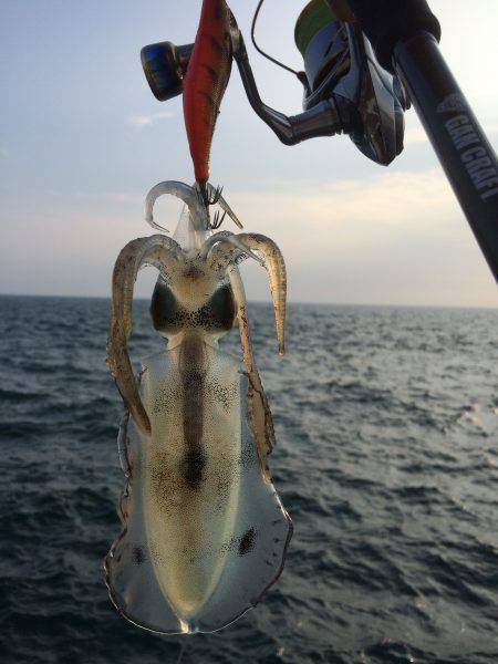 またまた新子調査