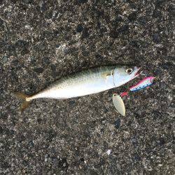 シーバスはどこに？