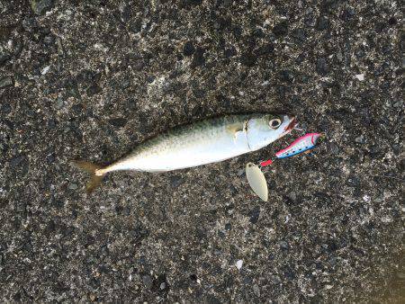 シーバスはどこに？