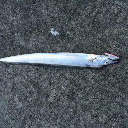 ポーアイ沖にて、たちラッシュ！