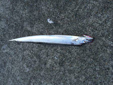 ポーアイ沖にて、たちラッシュ！