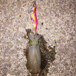 まだいた!!田ノ浦漁港エギング11回目