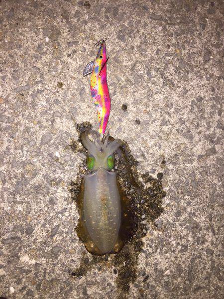 まだいた!!田ノ浦漁港エギング11回目