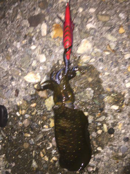 Run&Gun エギング