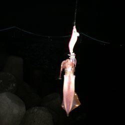 ライトエギング