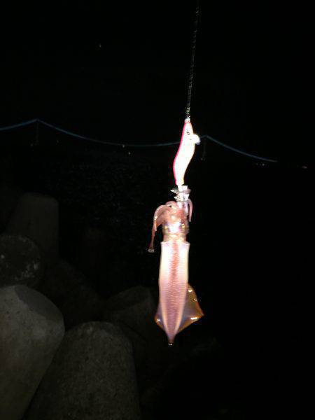 ライトエギング