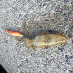 アオリイカ 新子調査