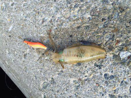 アオリイカ 新子調査