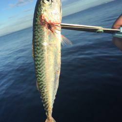 ショアジギ撃沈…