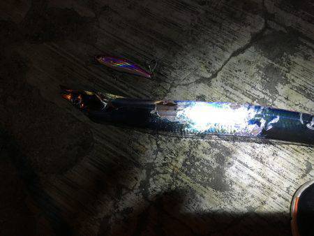 今年も、太刀魚始まりました