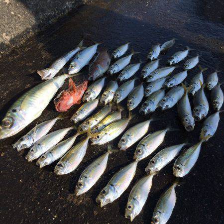 ジグサビキでデカアジ！