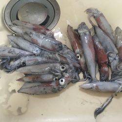 墨付けエギング