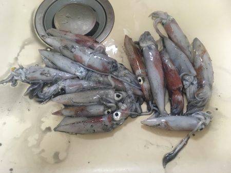 墨付けエギング