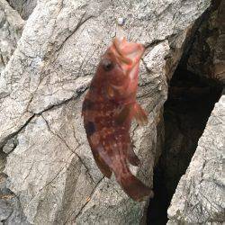 ロックフィッシュ