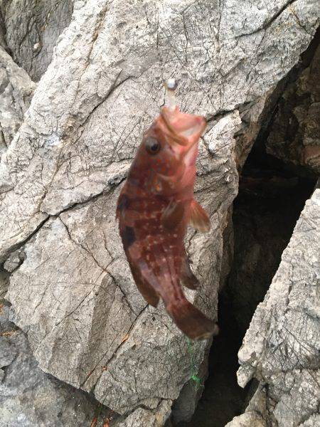 ロックフィッシュ