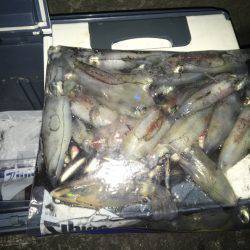 ケンサキ大人気！