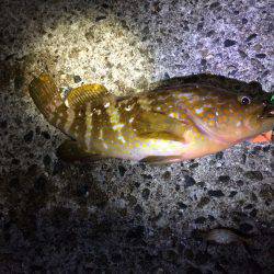 色んな釣り方in竹野