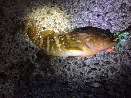 色んな釣り方in竹野