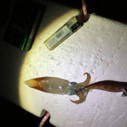 タチウオ撃沈。剣先まだいた。