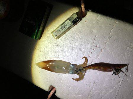 タチウオ撃沈。剣先まだいた。