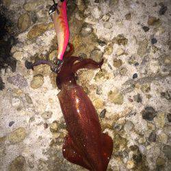 シャローエリアで