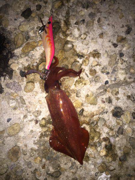 シャローエリアで