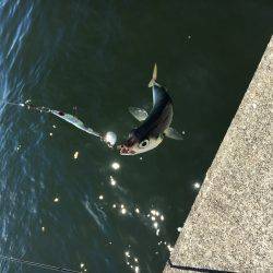 タチウオとオオアジ