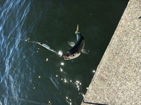 タチウオとオオアジ