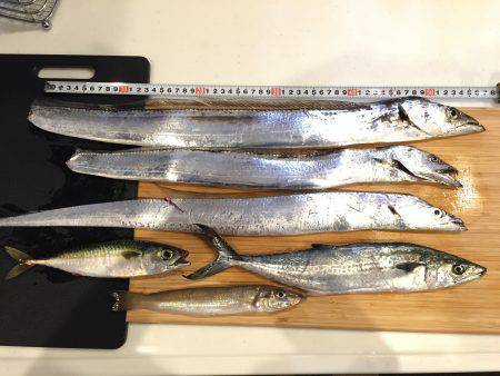 ライトショアにワインドでサゴシにタチウオに…