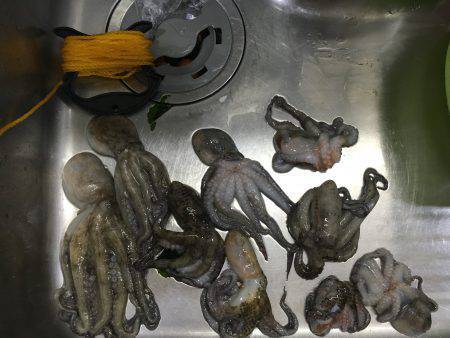 まだタコなんとかいけめすね(^_^)