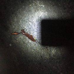 ケンサキゲット2！