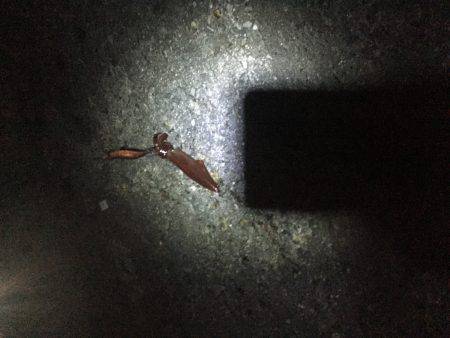 ケンサキゲット2！