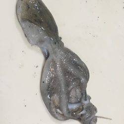 タコ釣り行ってきました。