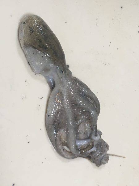 タコ釣り行ってきました。