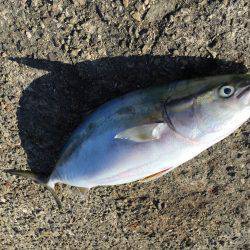 アジ×10〜15㎝×40匹