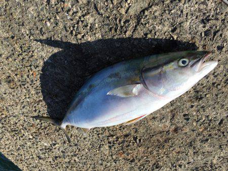 アジ×10〜15㎝×40匹