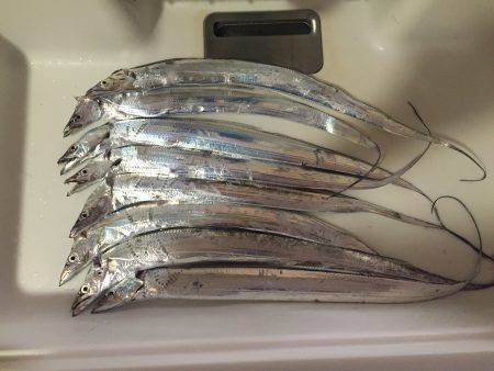 タチウオ釣行！