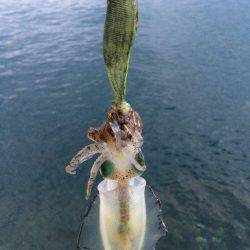 新子調査で親イカGET