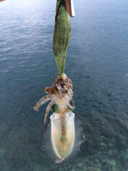 新子調査で親イカGET