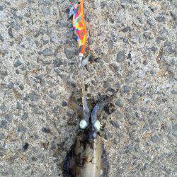 田ノ浦漁港エギング12回目