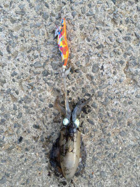 田ノ浦漁港エギング12回目